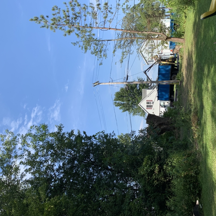 Willow tree removal