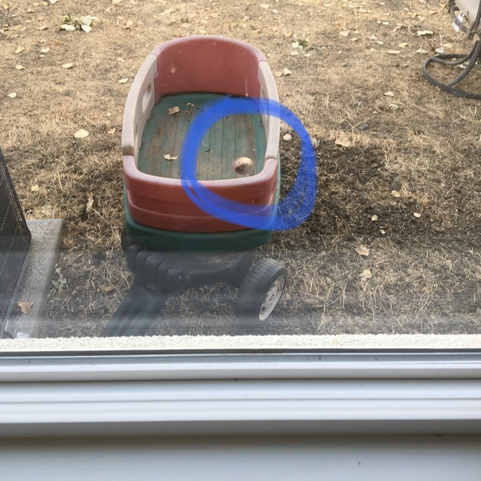 Cracked window