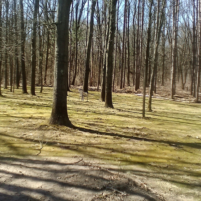 woods