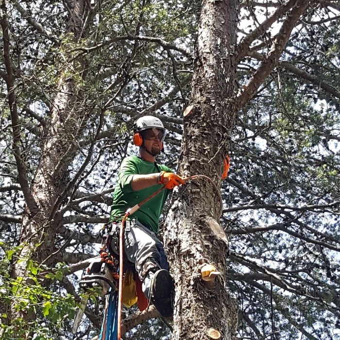 Cutting down a large pine