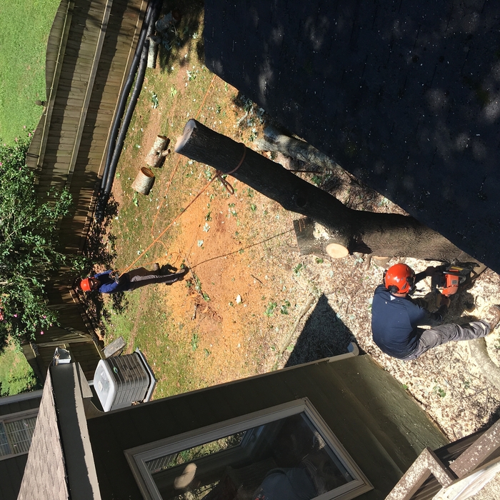 Falling main Trunk