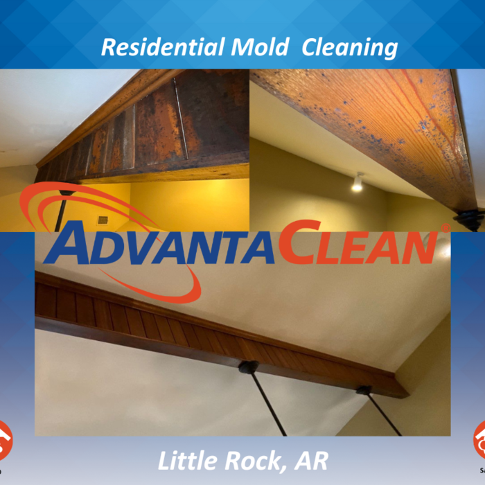 Mold Removal