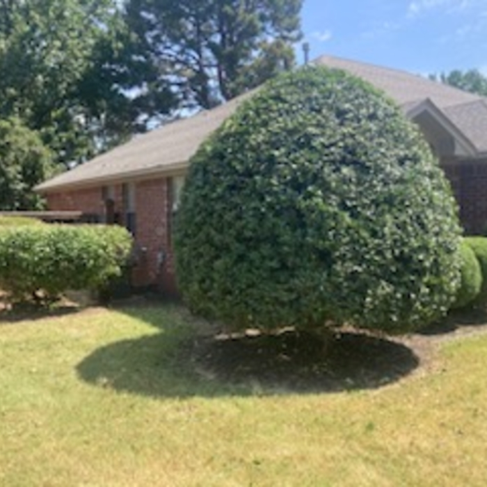 Bushes