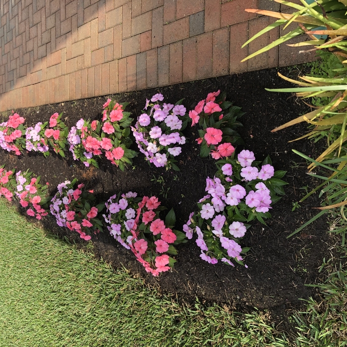 Planting and Mulch Spread