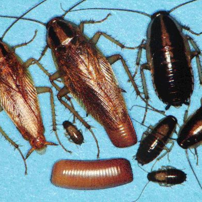 pest control