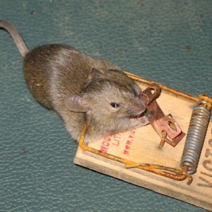 Mice Control