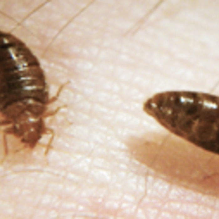 Bed Bugs Control Service
