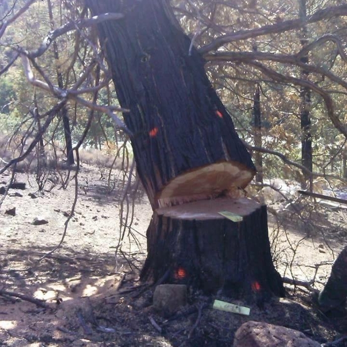 Tree Felling in Process