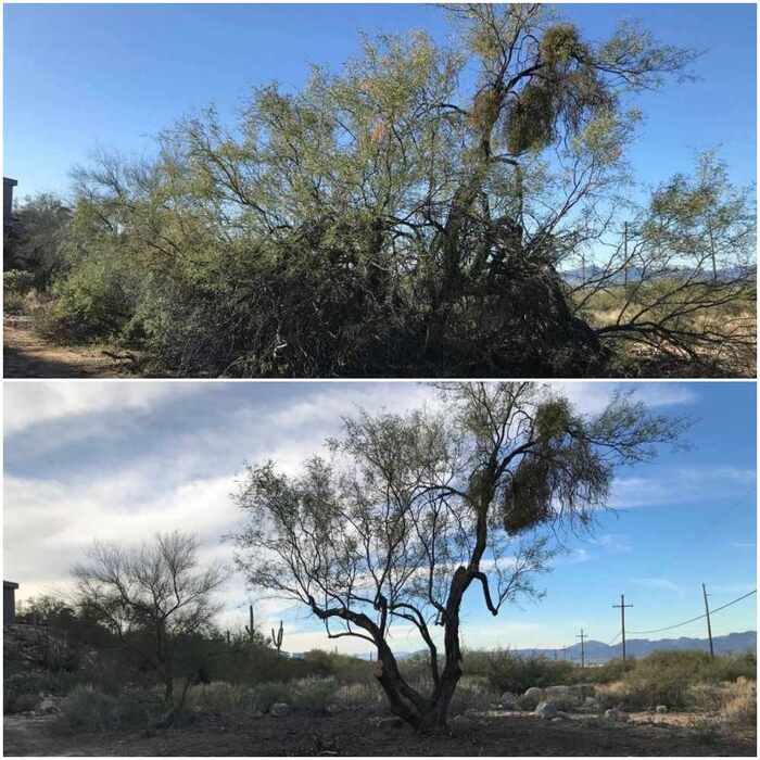1 Mesquite, 2 Hackberry bushes 1 Palo Verde