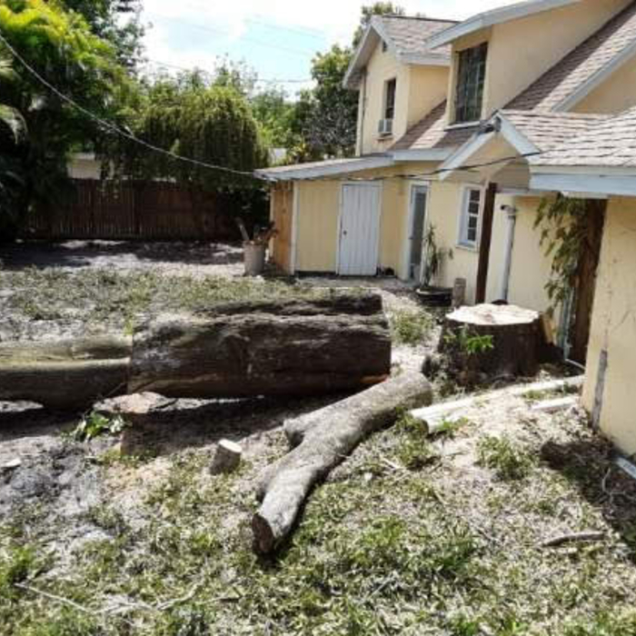 Large tree removal