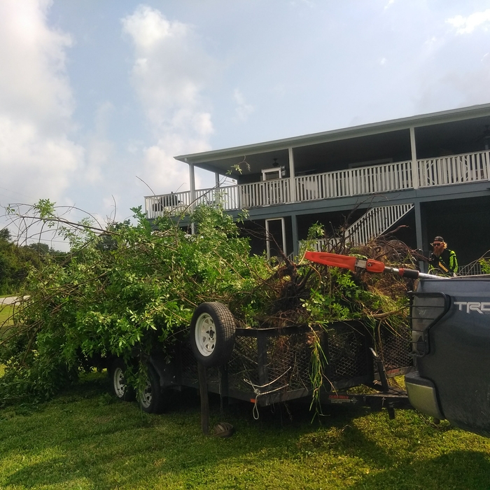 Pepper tree removal