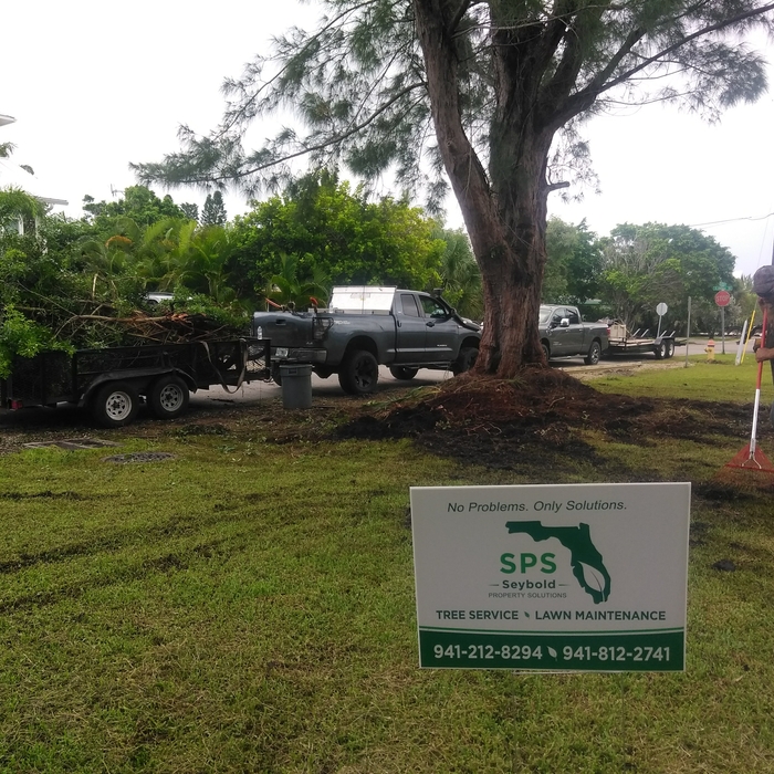 Pepper tree removal