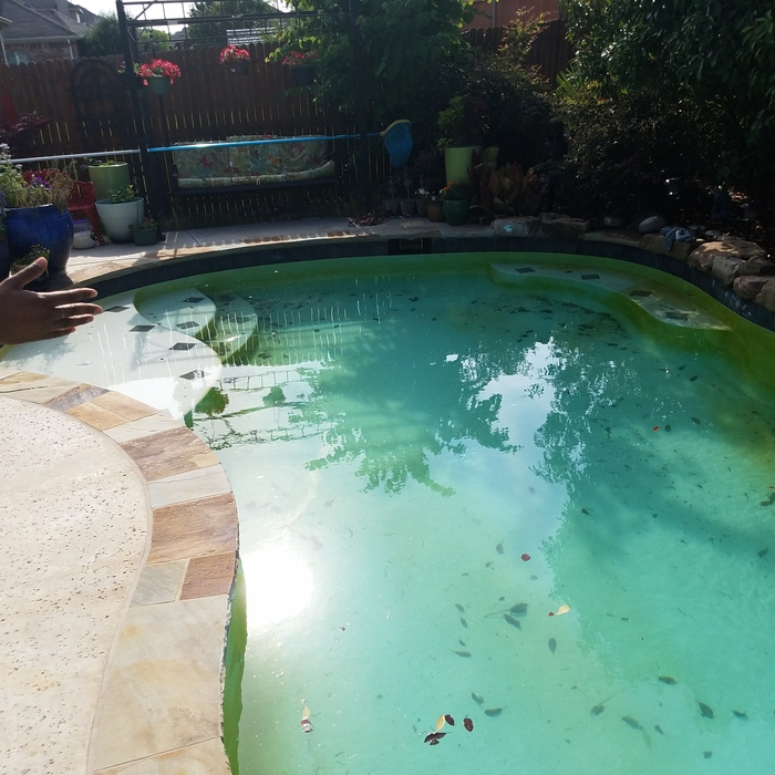 Green Algae Starting To Build Up