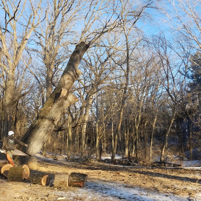 Oak in Bloomington Hollow