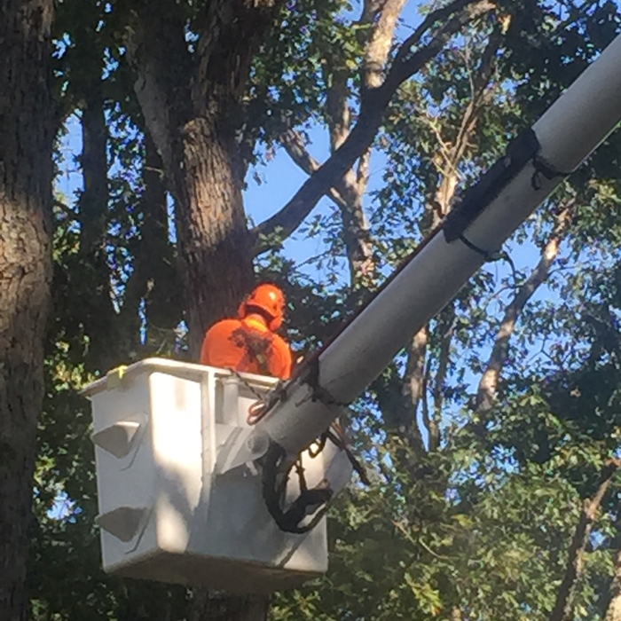 ROCKIN&#39; W LLC Tree Service