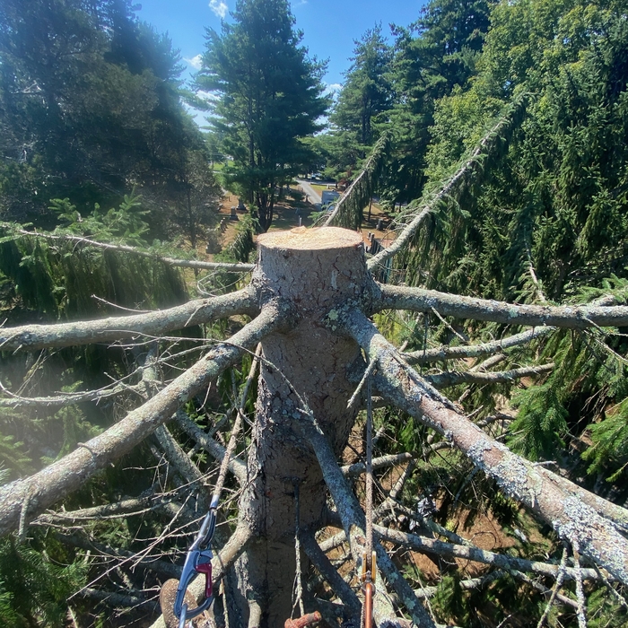 Norway Spruce