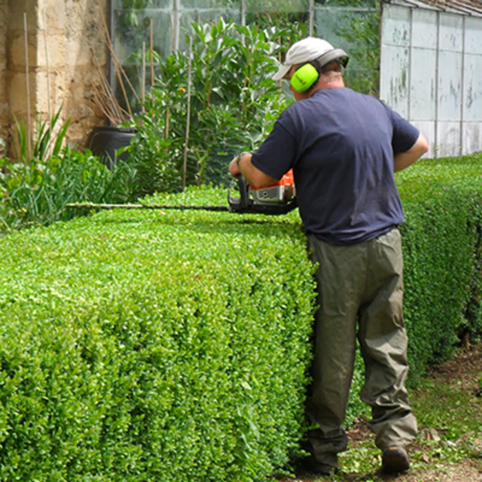 hedges