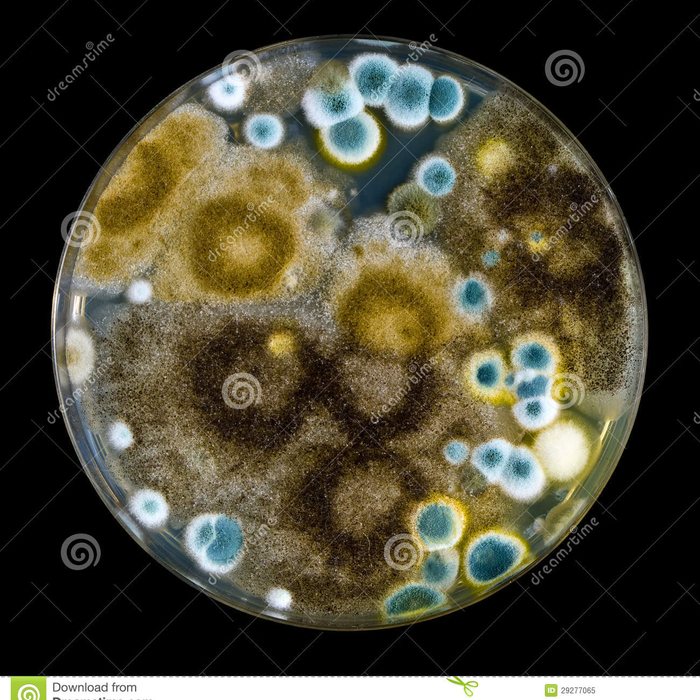 Mold Sample