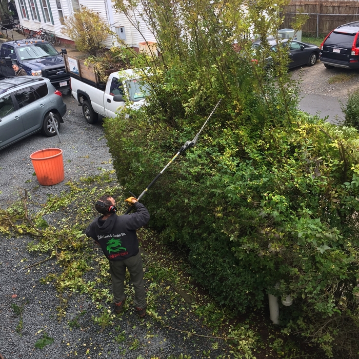 Hedge Trimming