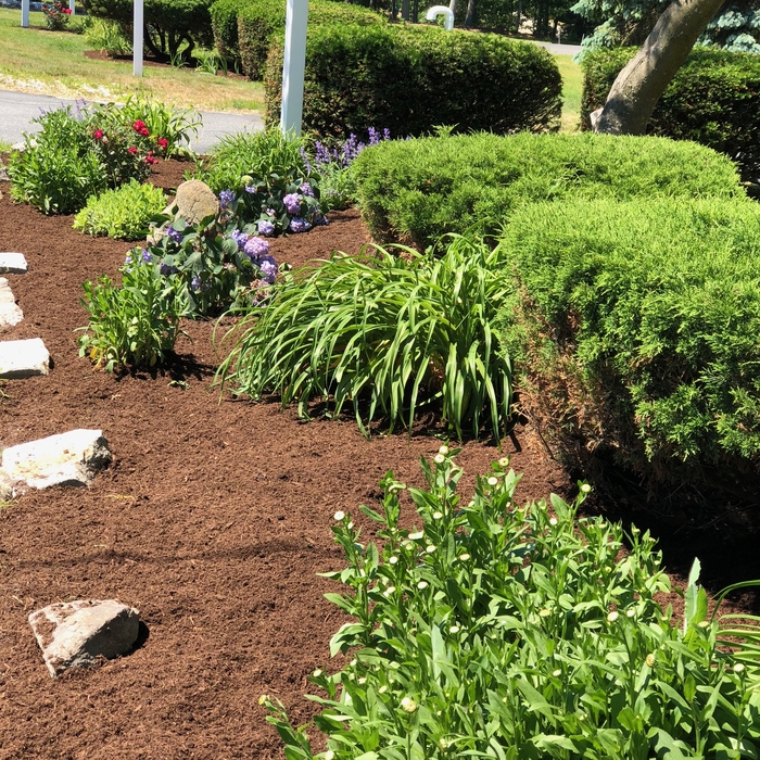 Planting/mulching