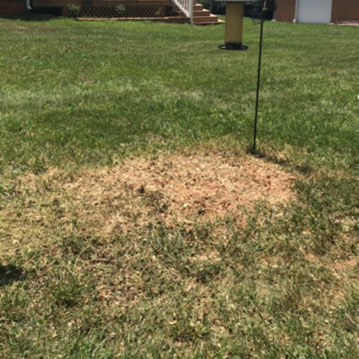 stump has been removed- Clean up