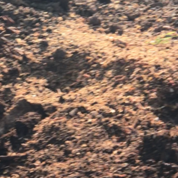 stump has been completely removed