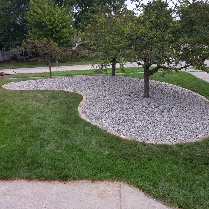 Tree ring