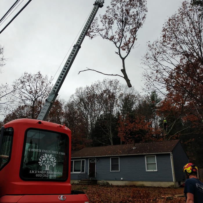 red oak