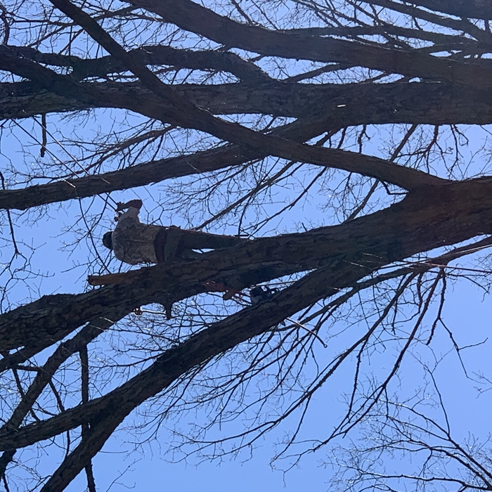 Tree Removal