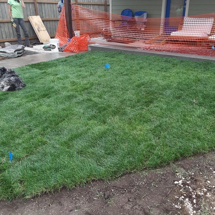 New sod after sprinkler installation