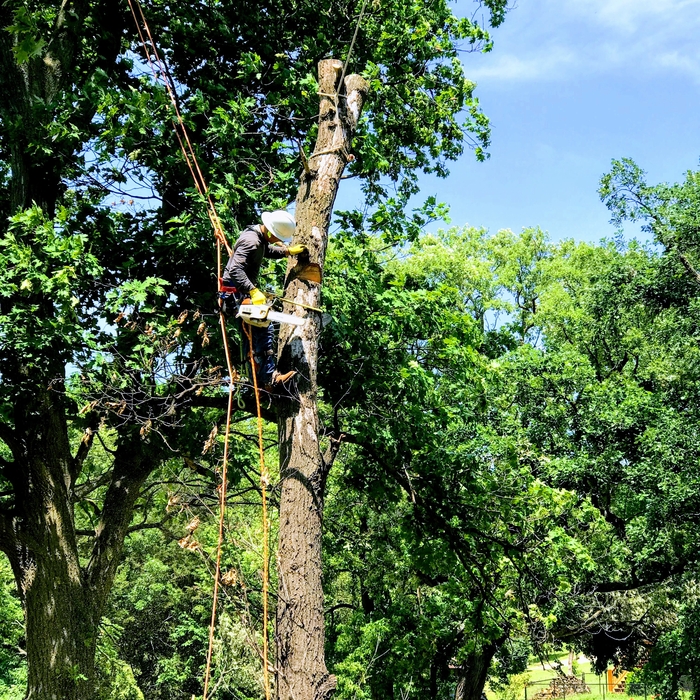 dead tree removal