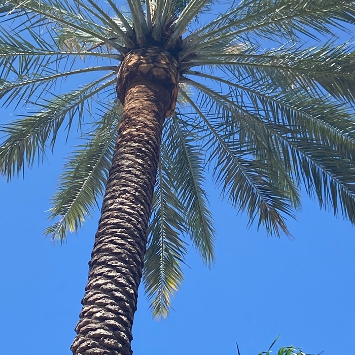 Palm Clean up
