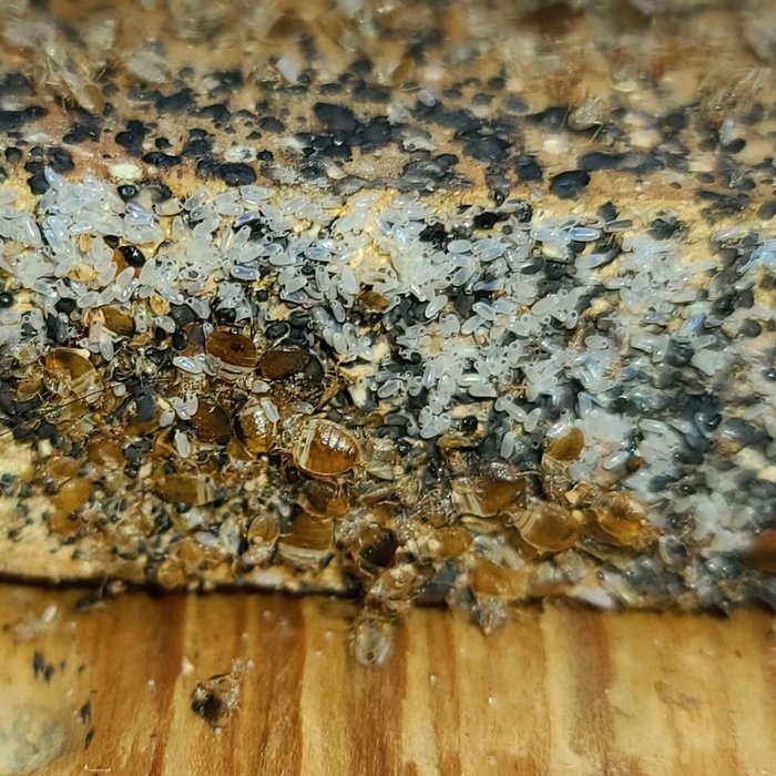 Bed Bug Treatment