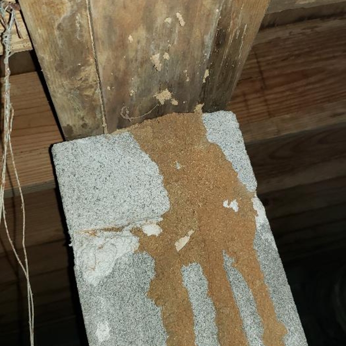 Termite Tubes