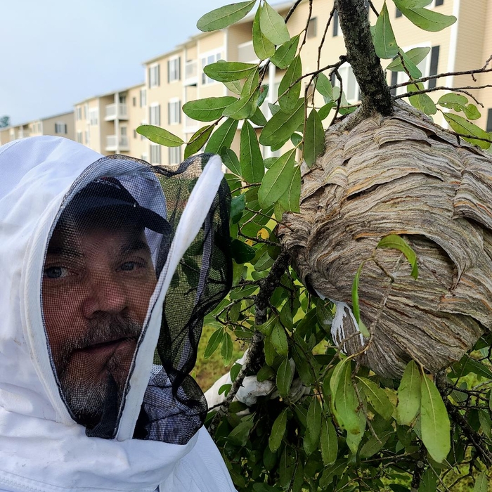 Bee / Wasp Removal