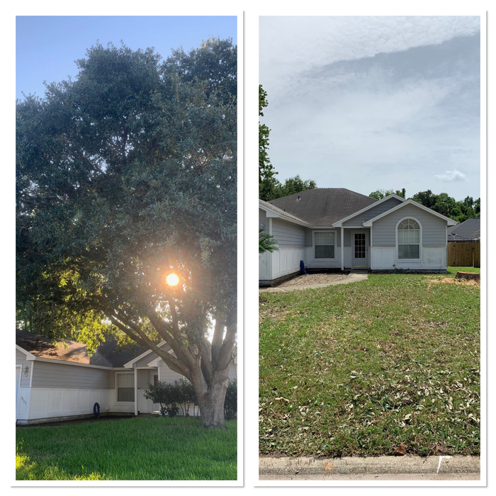 Tree Trimming and Removal Before/After