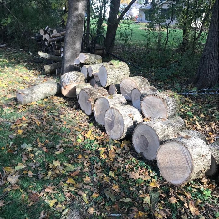 Tree Removal - After