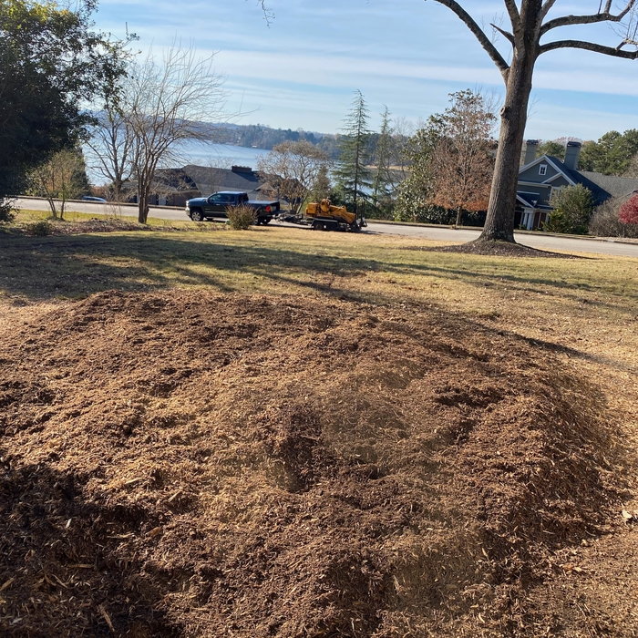 Stump Removal - After
