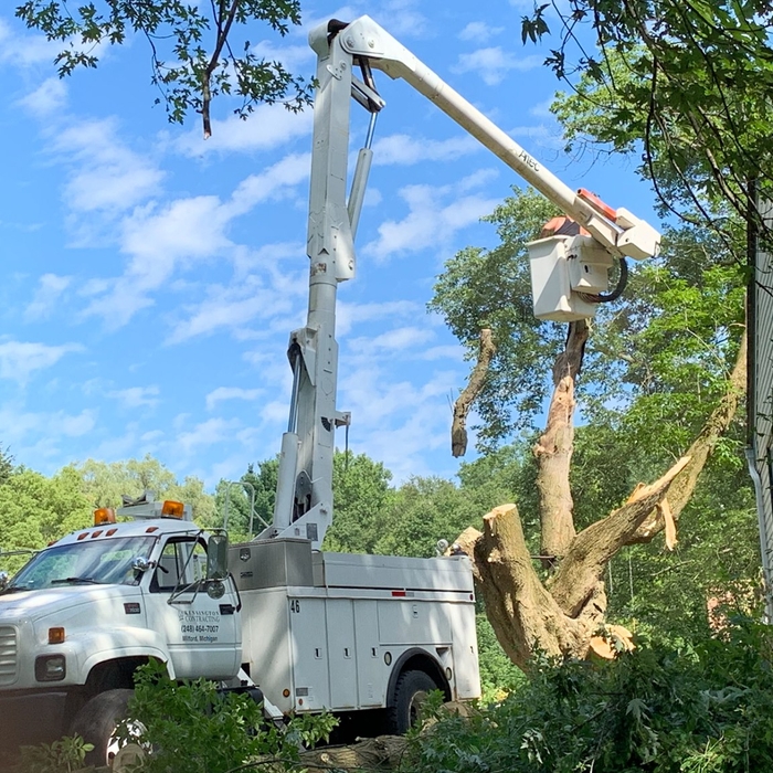 Large Tree Removal