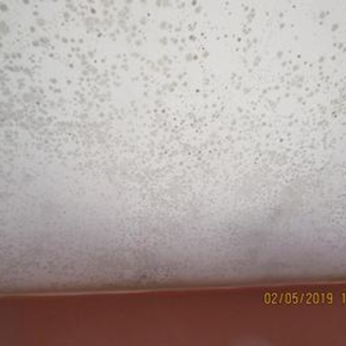 Extensive Mold