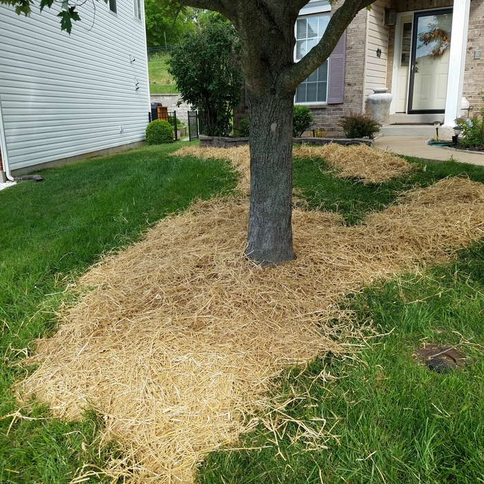 Yard Repair