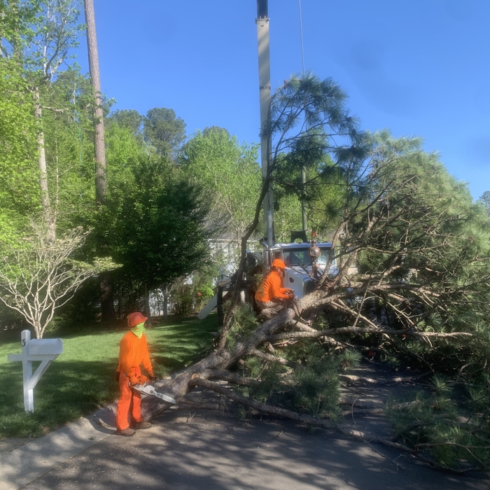 Tree removal