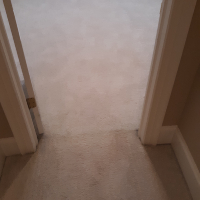 Carpet after the Re-Stretch Service