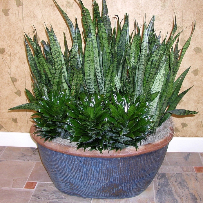 Interior Plants