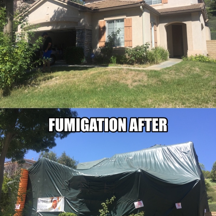 Before and After a Fumigation