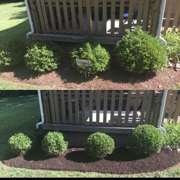 Before and After Mulch