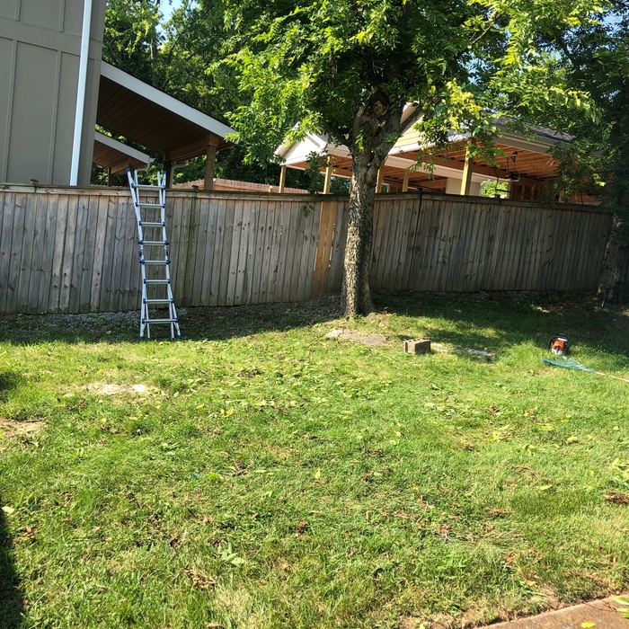 Tree work