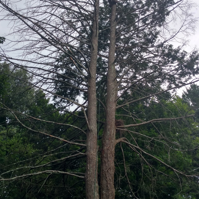 Tree removal