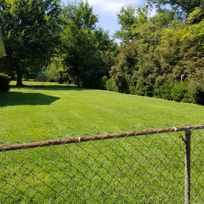 Backyard 3