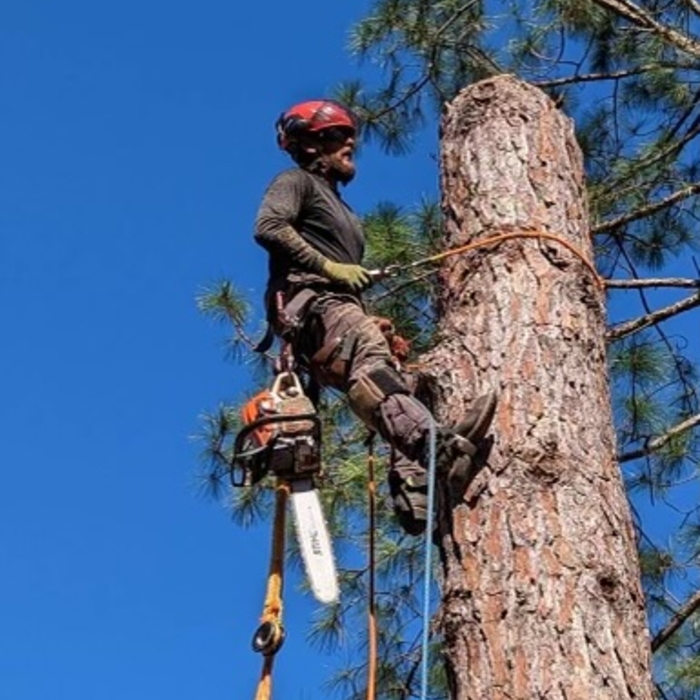 Pine Tree Removal